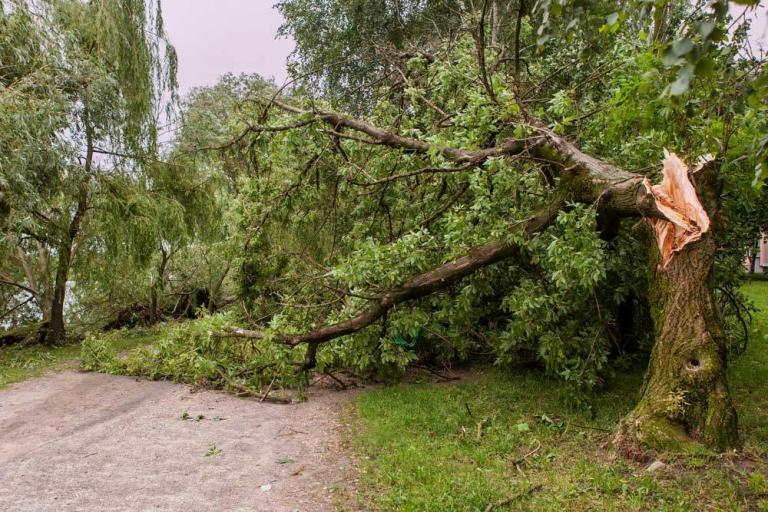 découvrez comment obtenir une indemnisation rapide et efficace auprès de votre assurance après la tempête pedro. conseils et démarches pour protéger vos droits.