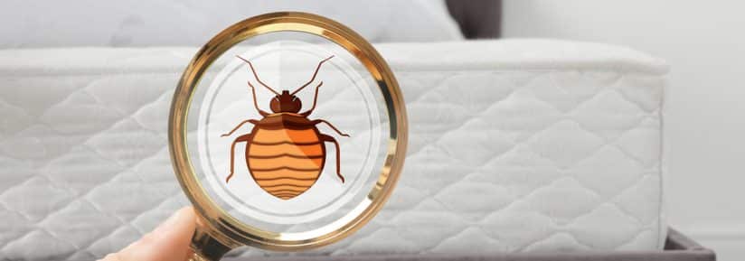 découvrez comment une assurance habitation peut vous protéger efficacement contre les risques liés à la crise des punaises de lit et éviter des dépenses imprévues.